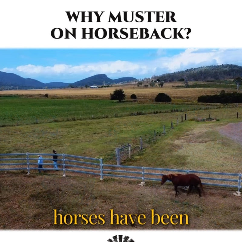 Why does Esk Beef still muster on horseback? “By using the horses and dogs, we’re keeping our cattle nice and